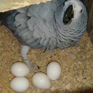 Parrots Fertile Eggs