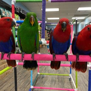 Eclectus for Sale