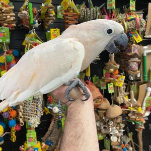 Cockatoos for Sale